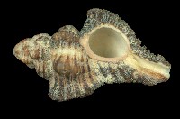 藏品(黑千手螺)的圖片